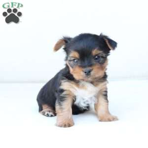 Jasper, Yorkie Puppy