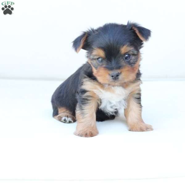 Jasper, Yorkie Puppy