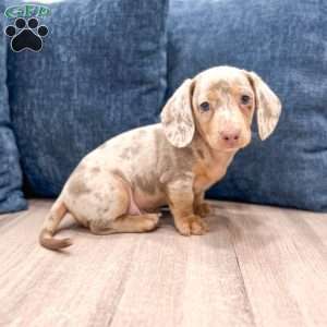 Oliver, Dachshund Puppy