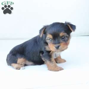 Jasper, Yorkie Puppy