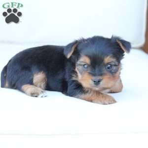 Jasper, Yorkie Puppy