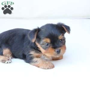 Jasper, Yorkie Puppy