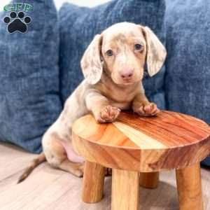 Oliver, Dachshund Puppy