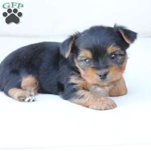 Jasper, Yorkie Puppy