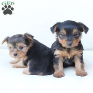 Willow, Yorkie Puppy