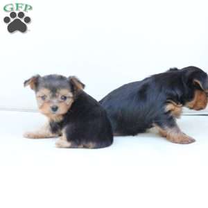 Willow, Yorkie Puppy