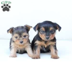 Winnie, Yorkie Puppy