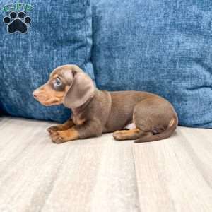Asher, Dachshund Puppy