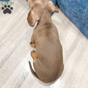 Asher, Dachshund Puppy