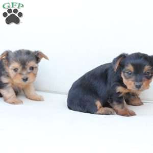 Willow, Yorkie Puppy