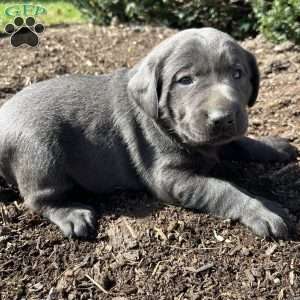 Truffle, Charcoal Labrador Retriever Puppy