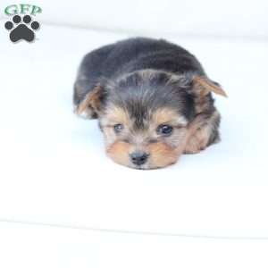 Winnie, Yorkie Puppy