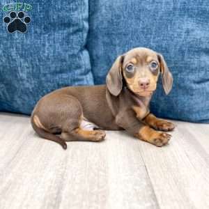 Asher, Dachshund Puppy