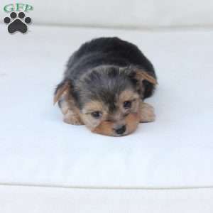 Winnie, Yorkie Puppy