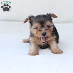 Winnie, Yorkie Puppy