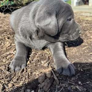 Truffle, Charcoal Labrador Retriever Puppy