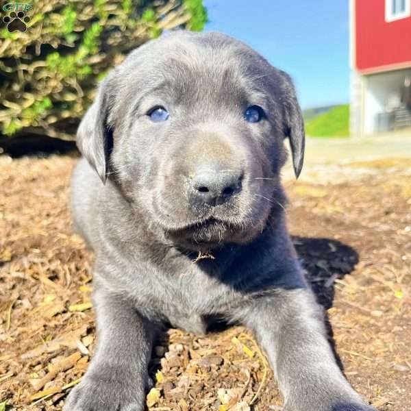 Truffle, Charcoal Labrador Retriever Puppy