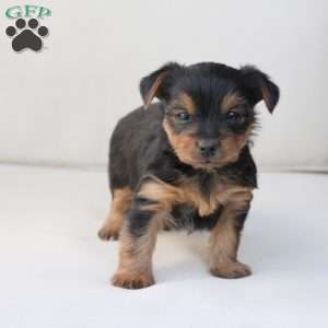 Willow, Yorkie Puppy