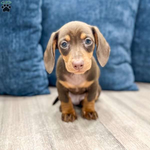 Asher, Dachshund Puppy