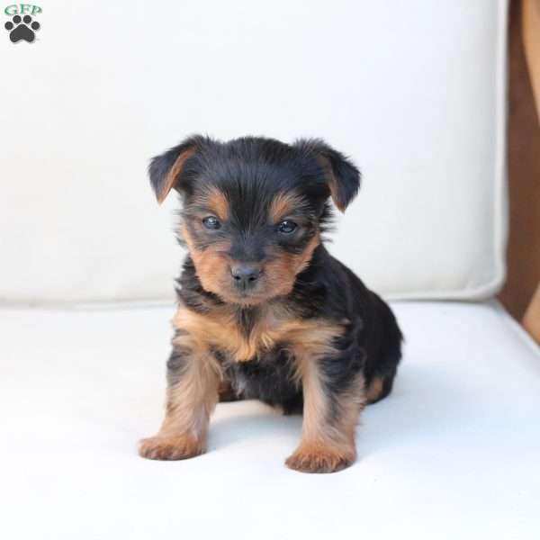 Willow, Yorkie Puppy