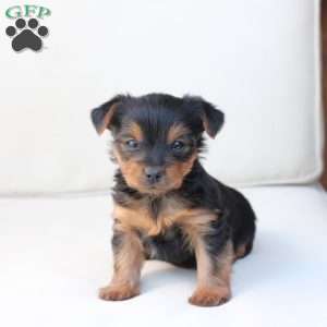Willow, Yorkie Puppy
