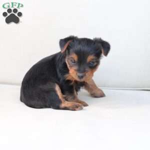 Willow, Yorkie Puppy