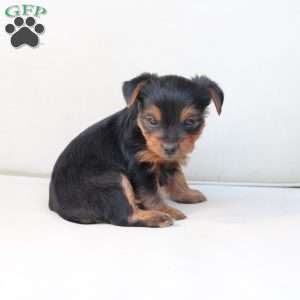 Willow, Yorkie Puppy