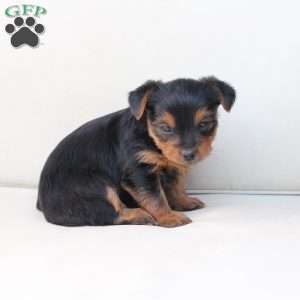 Willow, Yorkie Puppy