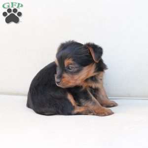 Willow, Yorkie Puppy
