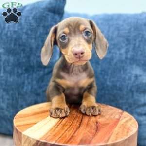 Asher, Dachshund Puppy
