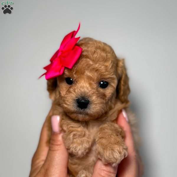 Tiny Leila, Toy Poodle Puppy