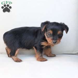 Willow, Yorkie Puppy