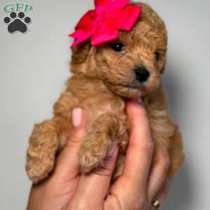 Tiny Leila, Toy Poodle Puppy
