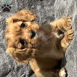 Princess, Cavalier King Charles Spaniel Puppy