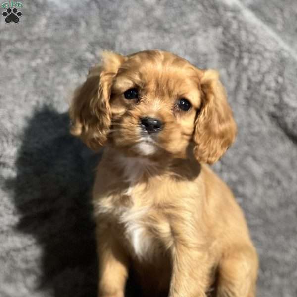 Princess, Cavalier King Charles Spaniel Puppy