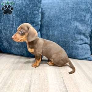 Cocoa, Dachshund Puppy