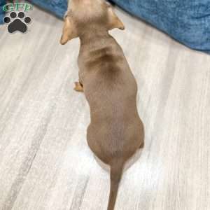 Cocoa, Dachshund Puppy