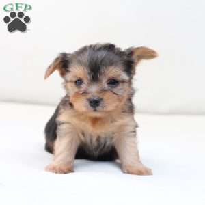 Winnie, Yorkie Puppy