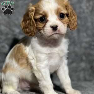 Hershey, Cavalier King Charles Spaniel Puppy