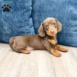 Cocoa, Dachshund Puppy