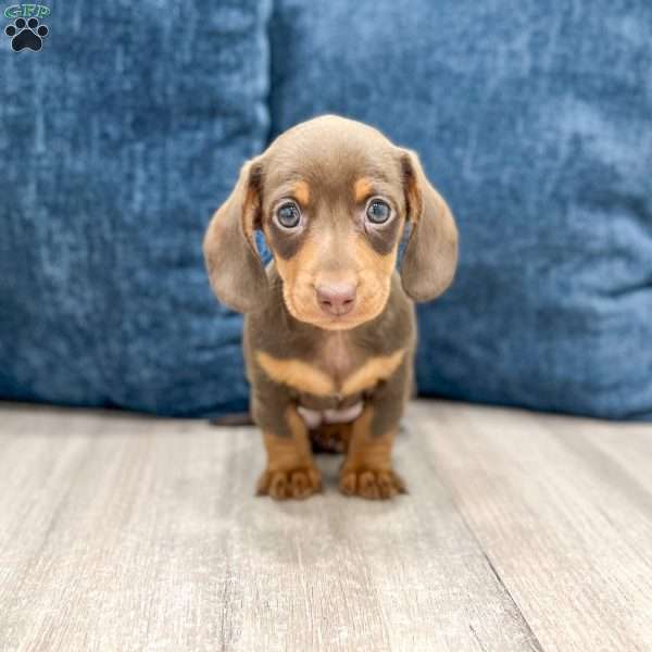 Cocoa, Dachshund Puppy