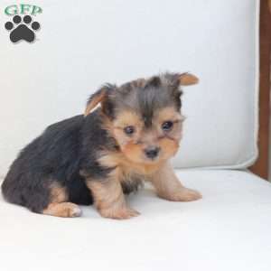 Winnie, Yorkie Puppy