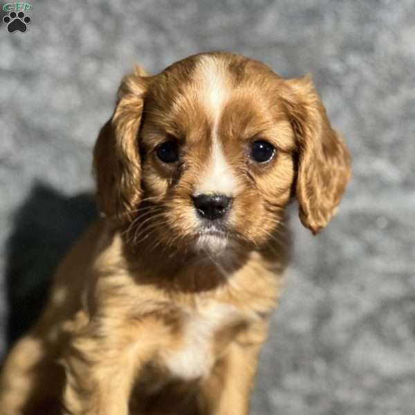 Snickers, Cavalier King Charles Spaniel Puppy