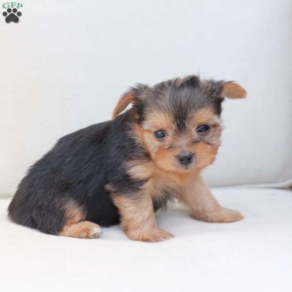 Winnie, Yorkie Puppy