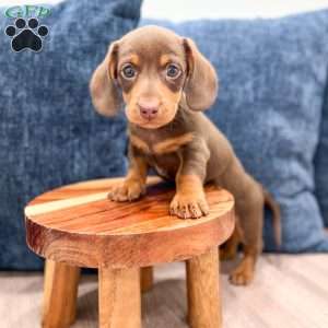 Cocoa, Dachshund Puppy
