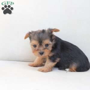 Winnie, Yorkie Puppy