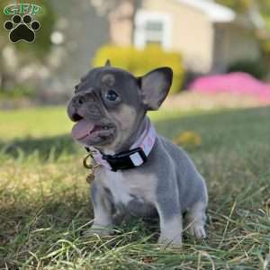 Kova, French Bulldog Puppy