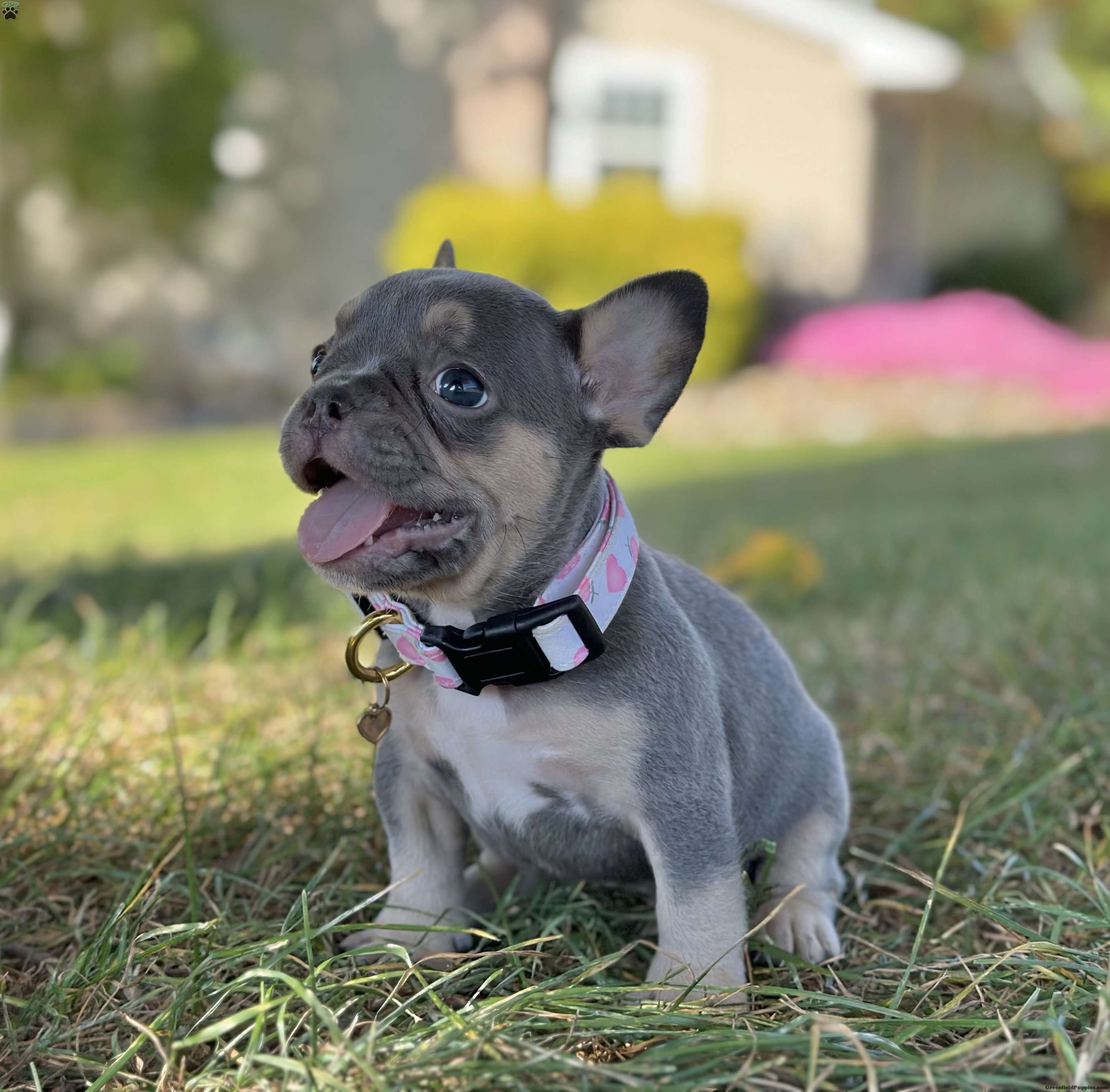 Kova - French Bulldog Puppy For Sale in Ohio
