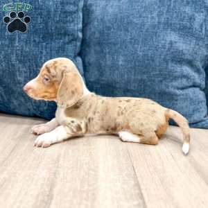 Rusty, Dachshund Puppy