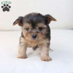 Winnie, Yorkie Puppy